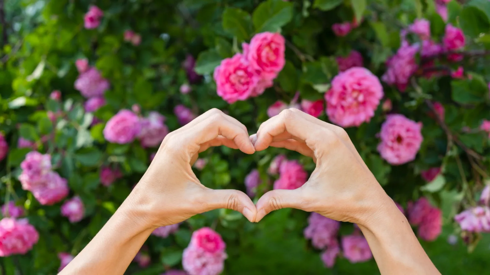 Hands forming a heart shape with pink roses blooming in the green garden background outdoors.