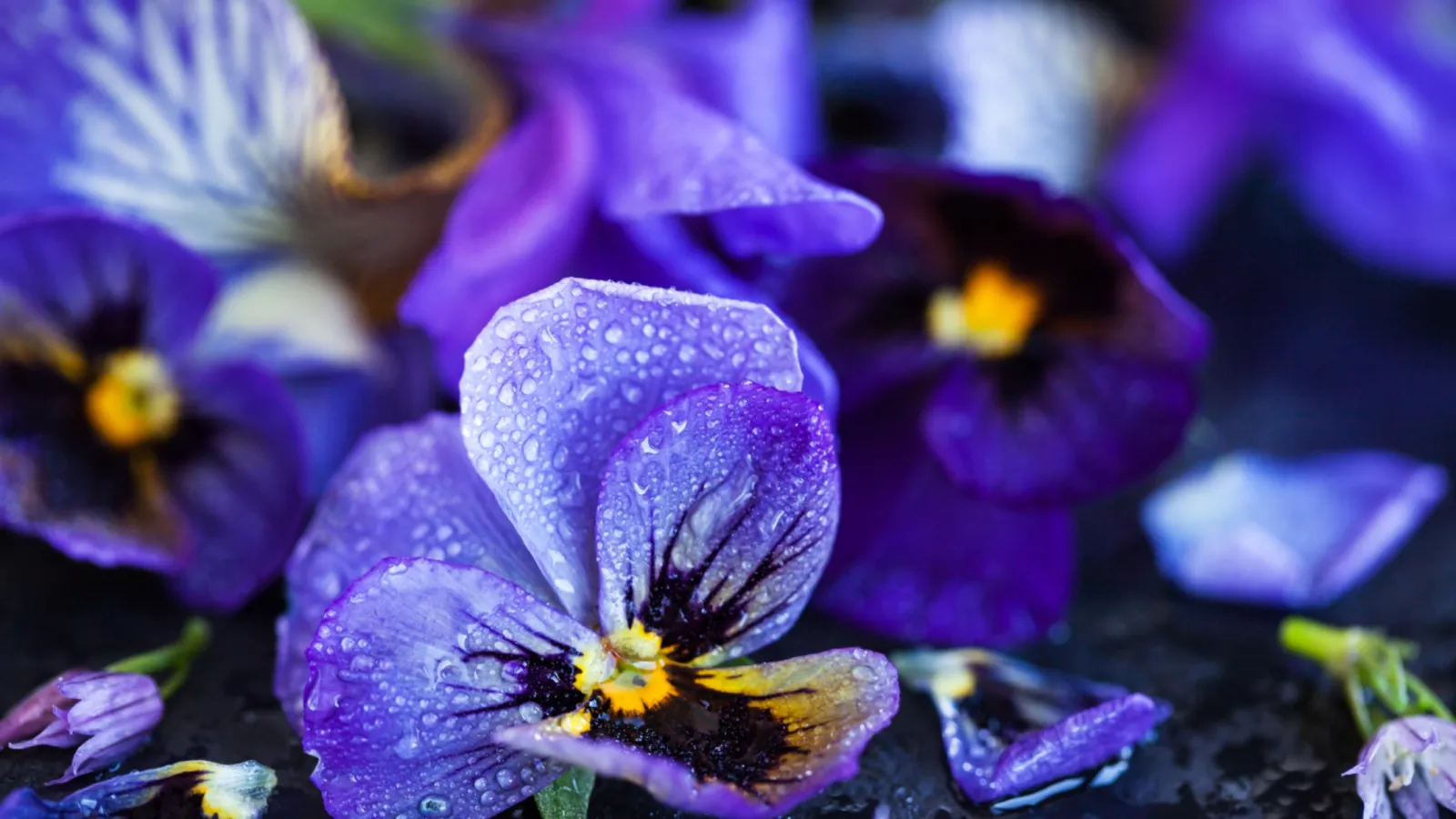 Close-up of vibrant purple pansy flowers with water droplets on dark surface, highlighting delicate petals and texture