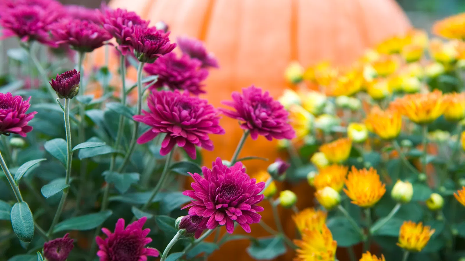 Close-up of vibrant purple and yellow chrysanthemums with a blurred large orange pumpkin in the background.