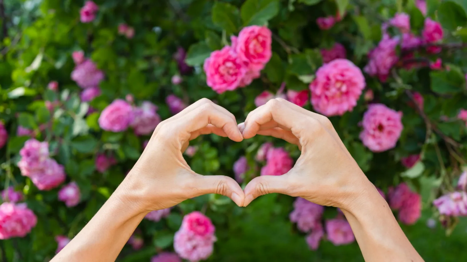 Hands forming a heart shape in front of a blooming pink rose bush in a green garden.