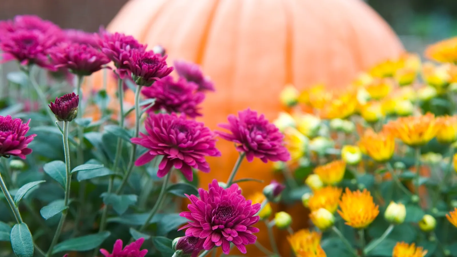 Close-up of purple and yellow chrysanthemums with a large orange pumpkin blurred in the background