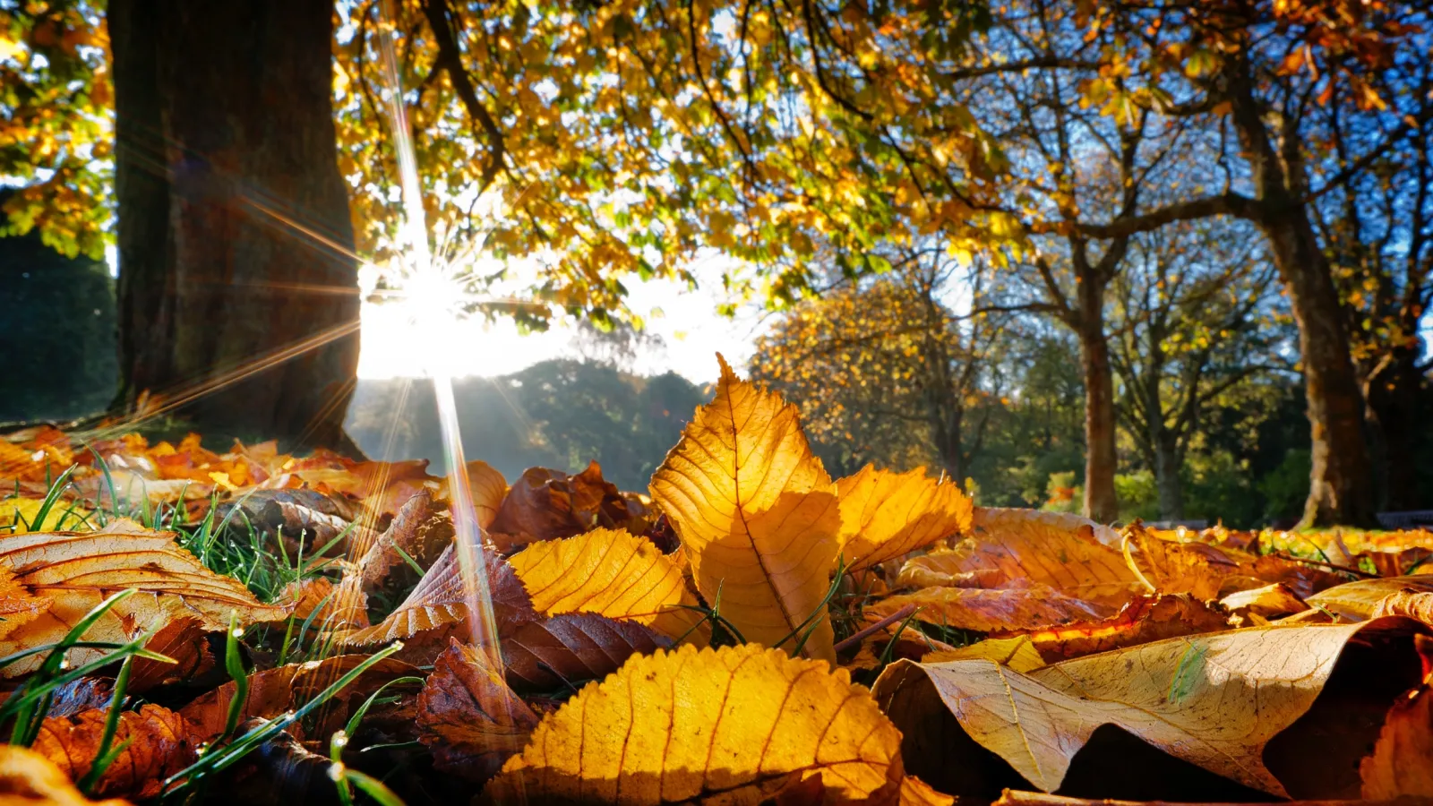 Sunlight filters through autumn trees onto a ground covered with yellow and brown fallen leaves.