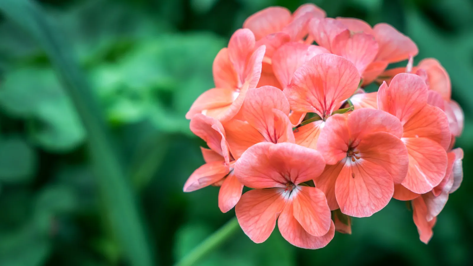 Close-up of a cluster of vibrant coral pink geranium flowers with green blurred background