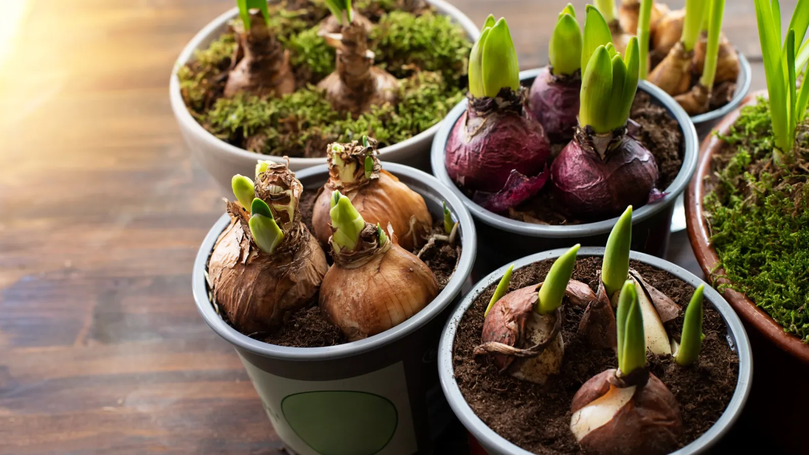 Close-up of flower bulbs sprouting new green shoots in pots on a wooden surface with natural light.