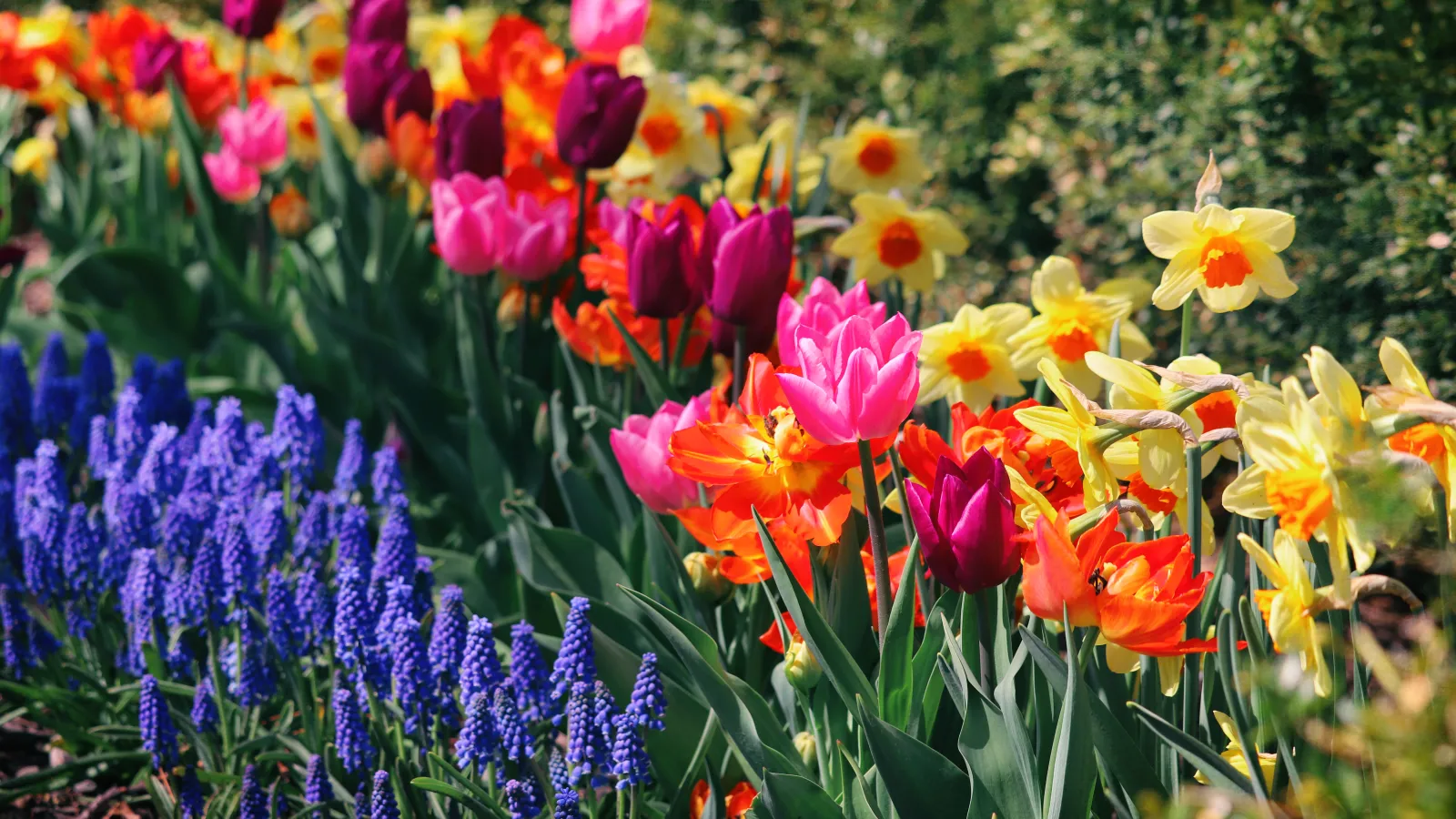 Vibrant garden bed with rows of purple grape hyacinths, pink and purple tulips, orange tulips, and yellow daffodils.