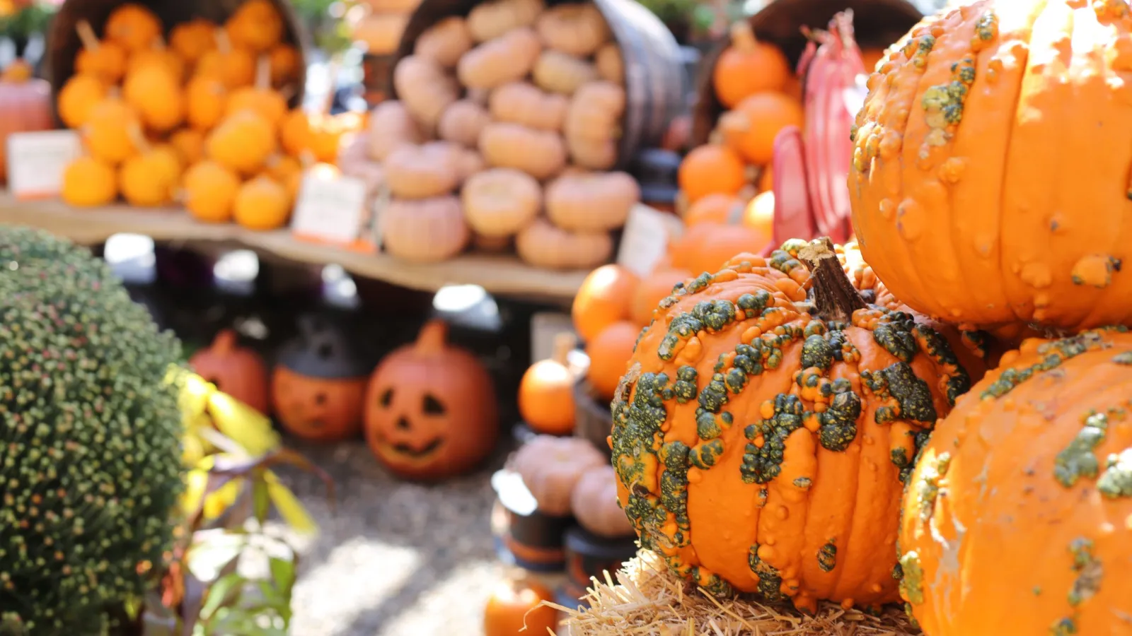 Close-up of bumpy pumpkins with Halloween decorations and squash in the background at an outdoor fall market.