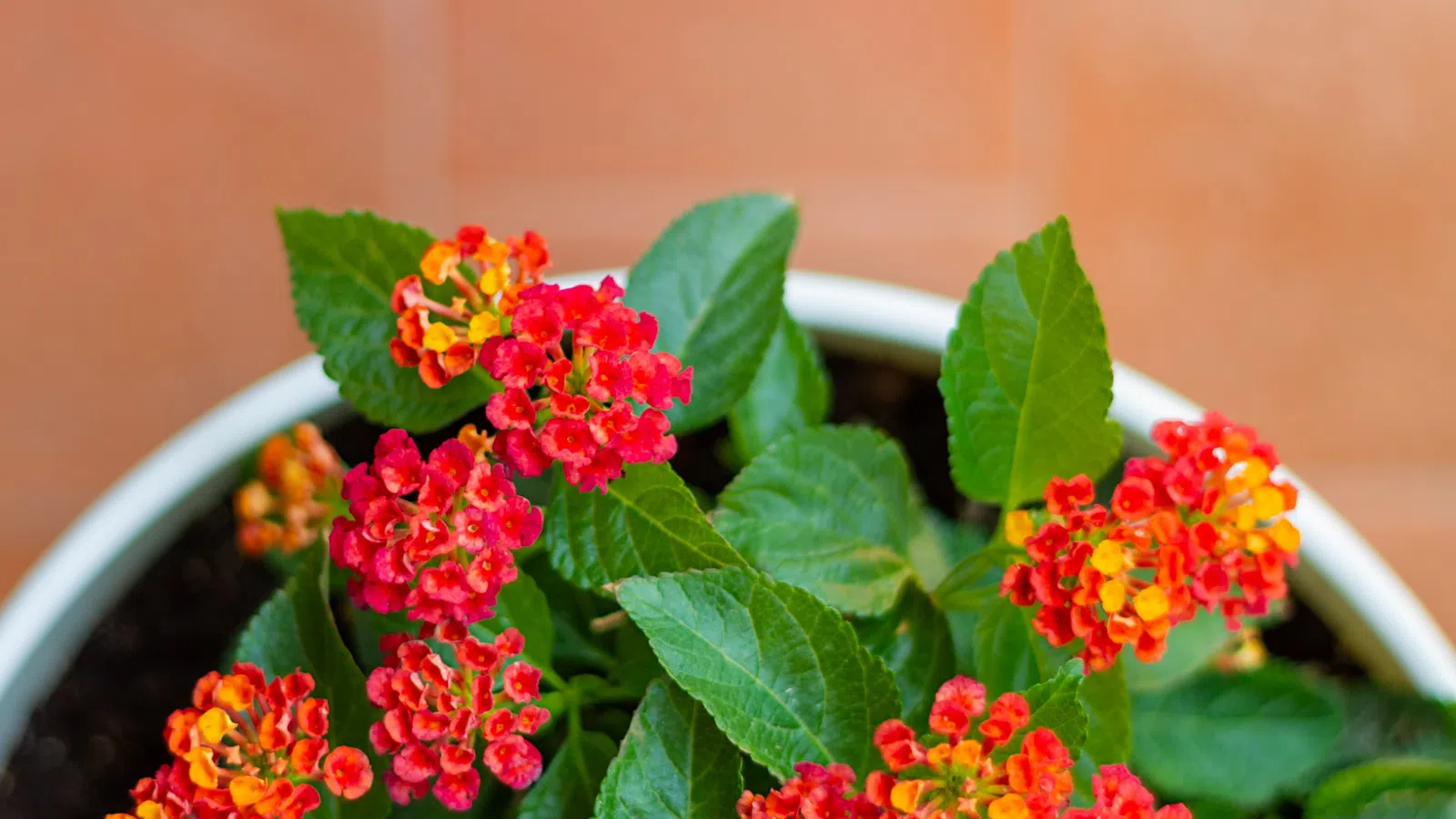 Top view of vibrant red and orange lantana flowers in a white pot with green leaves on a tiled floor.