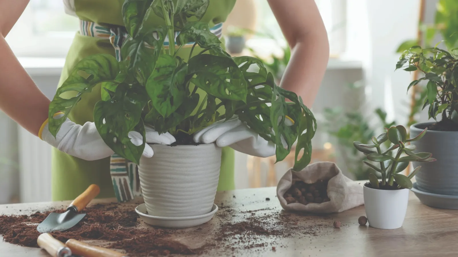 Person wearing gloves repotting a Monstera plant with gardening tools and soil on the table indoors