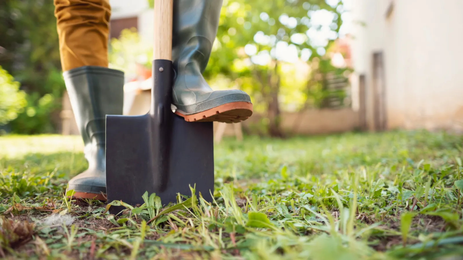 Person wearing rubber boots pressing a shovel into garden soil ready for digging on a sunny day.