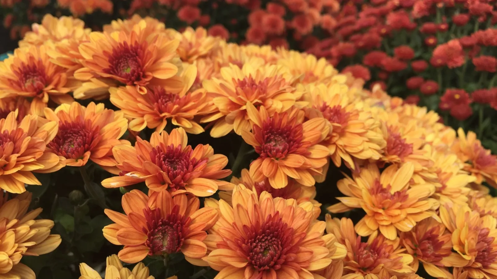Cluster of orange and yellow chrysanthemums with red centers in a garden setting.