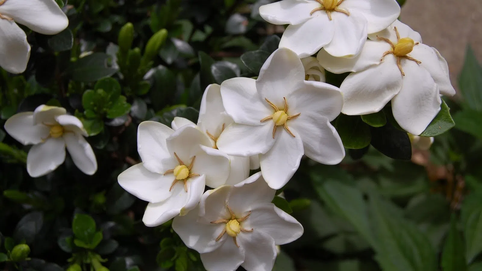 Cluster of white gardenia flowers with yellow centers against dark green leafy background.