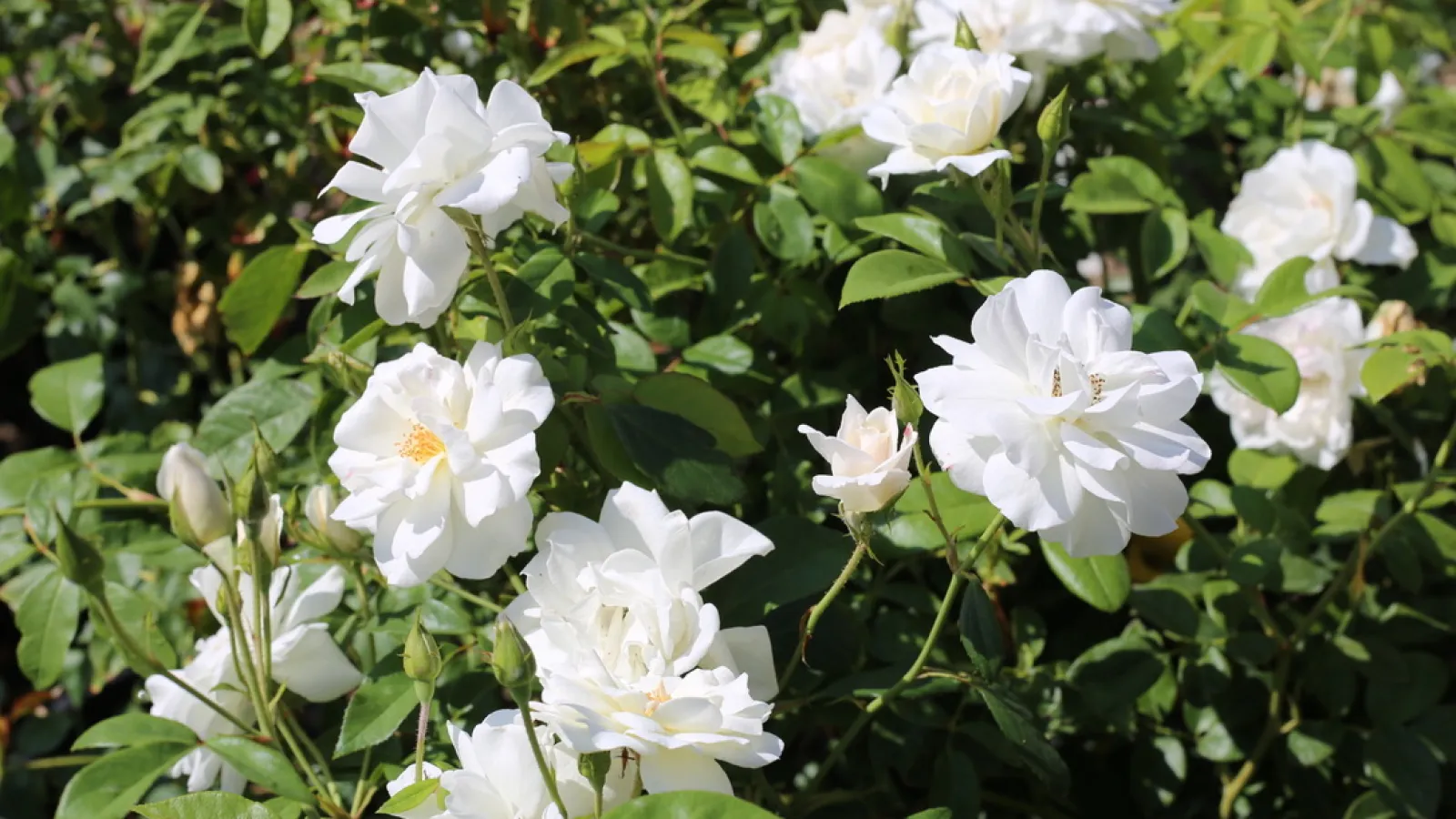 Cluster of white roses blooming amidst green foliage on a sunny day in the garden.