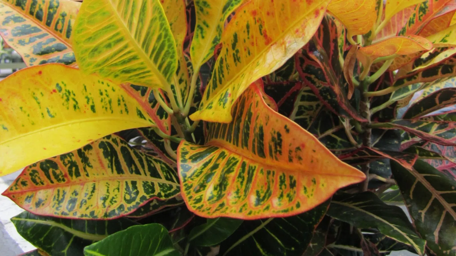 Bright yellow, orange, and green variegated leaves of a croton plant growing in a greenhouse.