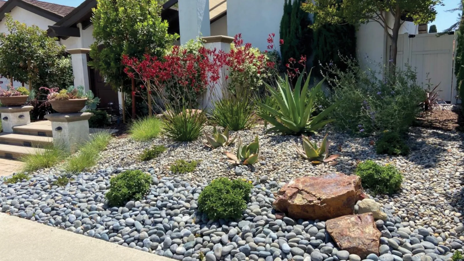 Front yard with drought-tolerant plants, succulents, and decorative rocks in sunny residential landscape.