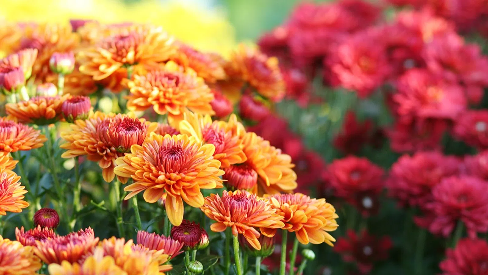 Bright orange and red chrysanthemums blooming closely together in a sunlit garden setting with green blurred background.