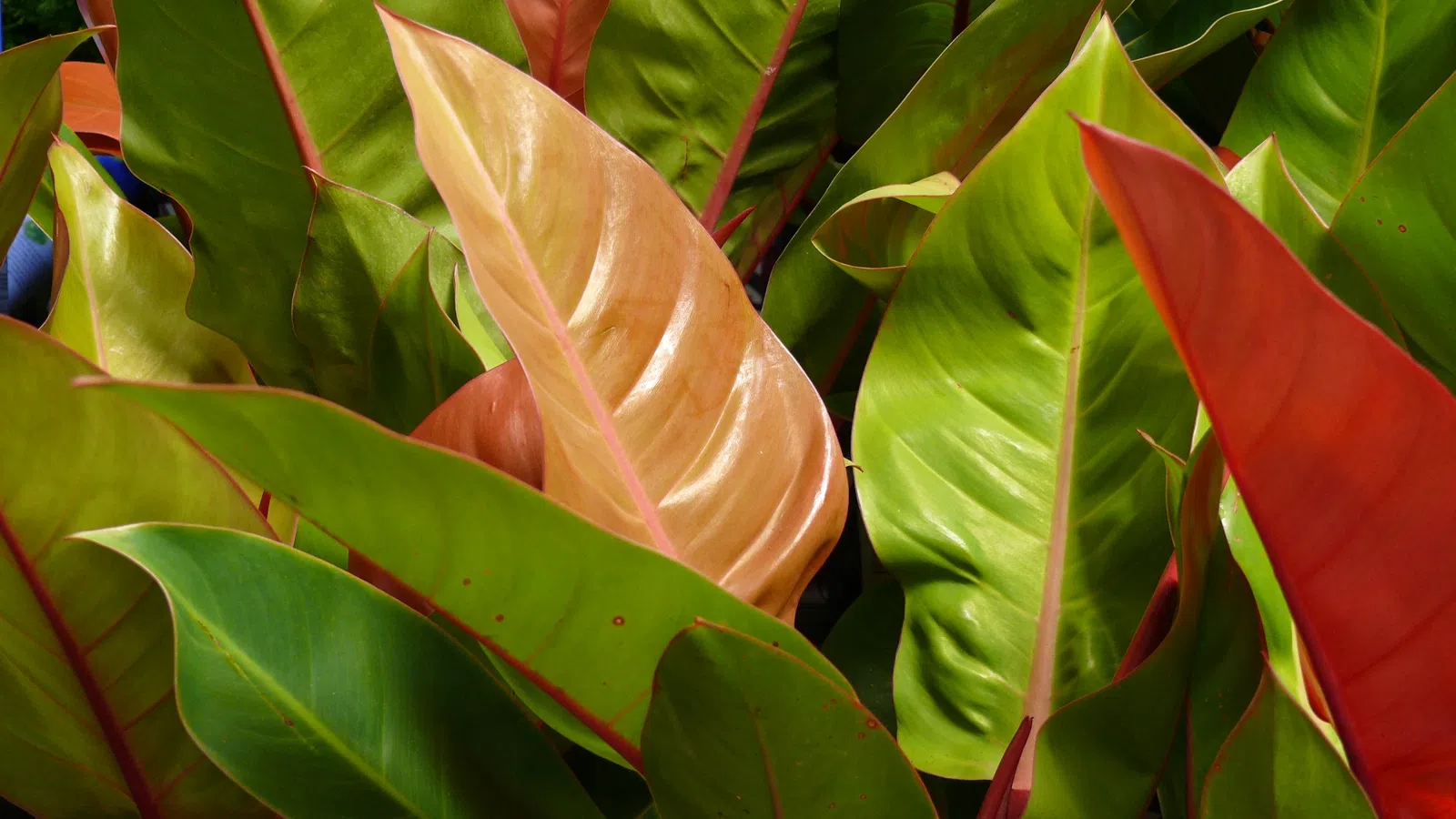 Close-up of tropical philodendron leaves in vibrant green, red, and peach colors with detailed textures.