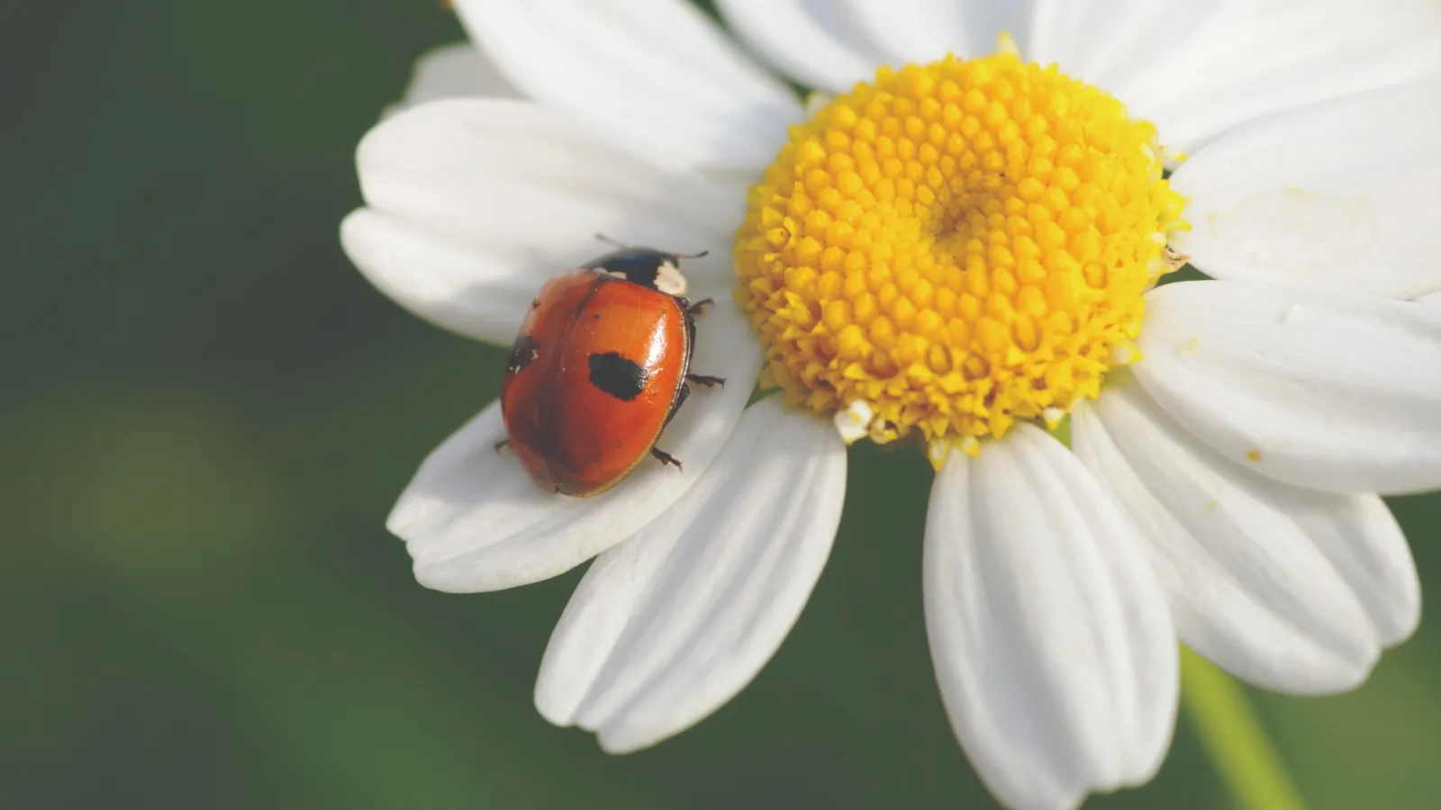 Close-up of a red ladybug on white daisy petals with a yellow center and green blurred background