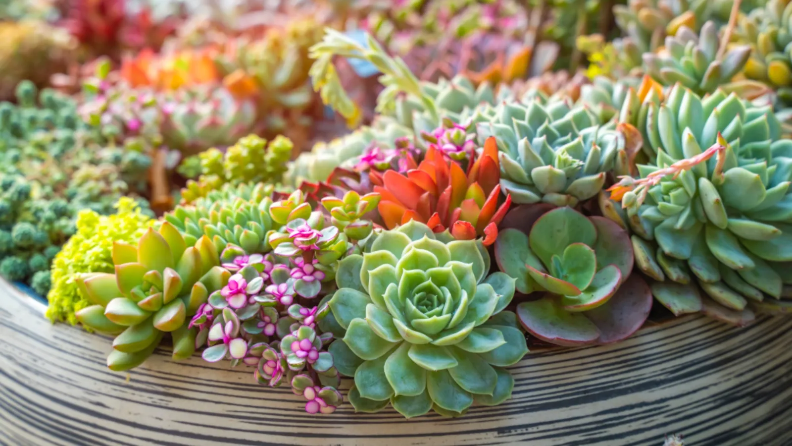 Close-up of a variety of colorful succulent plants arranged in a striped ceramic pot outdoors.