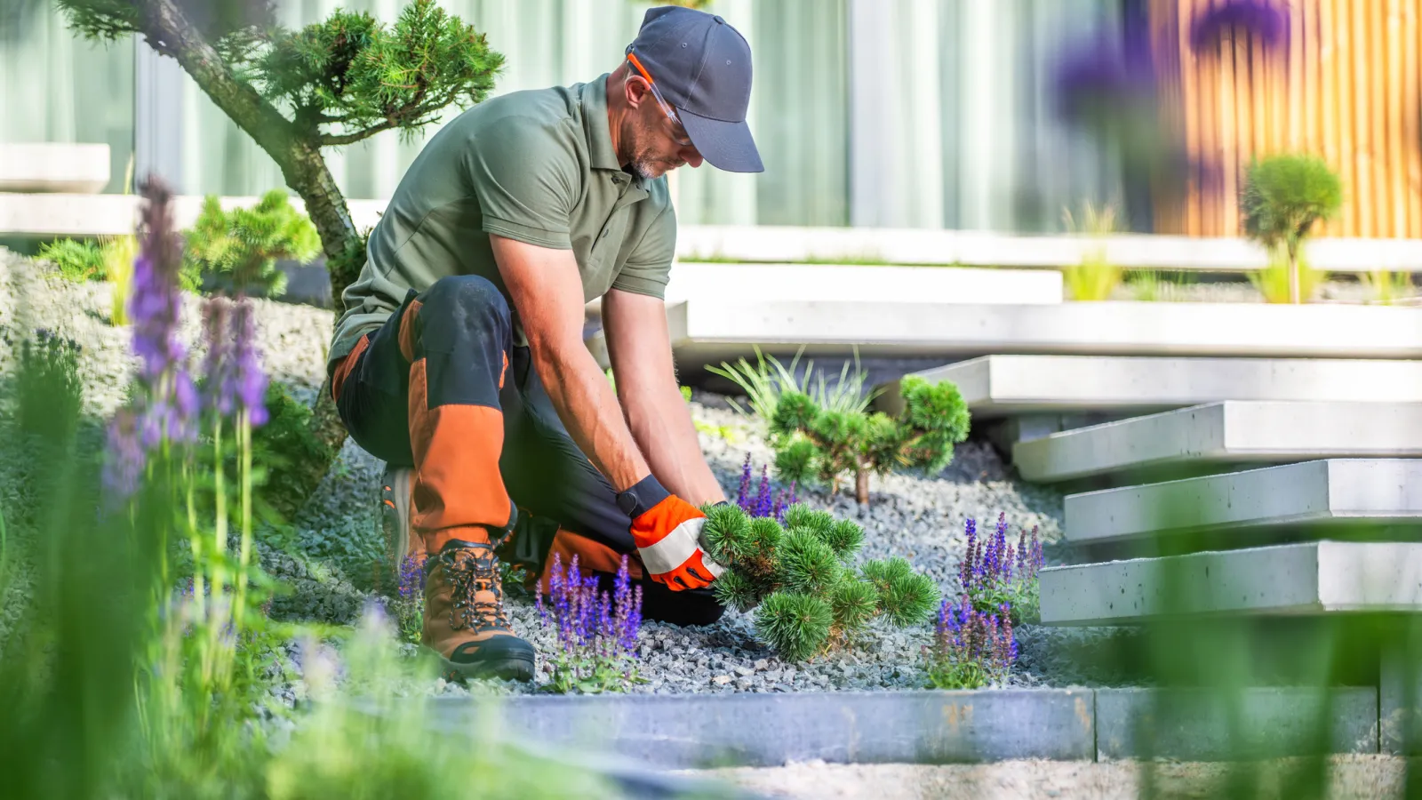 Gardener wearing protective gear planting small pine trees in a landscaped garden with stone steps and purple flowers.
