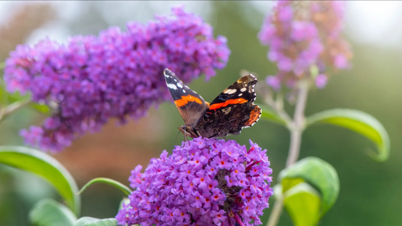 Black and orange butterfly perched on vibrant purple flowers with green leaves in soft natural light