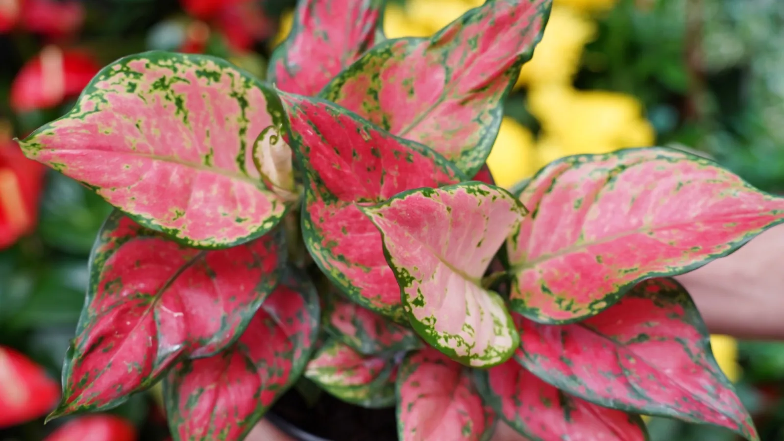 Close-up of vibrant pink and green variegated leaves of an ornamental houseplant in a pot.