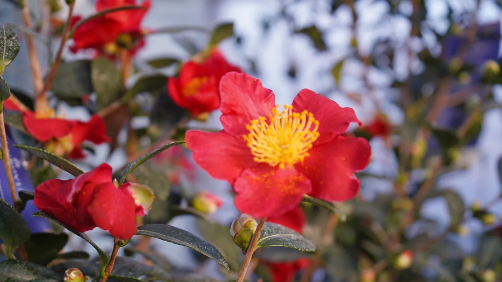 Bright red camellia flowers with yellow centers blooming against green leaves and blurred background.