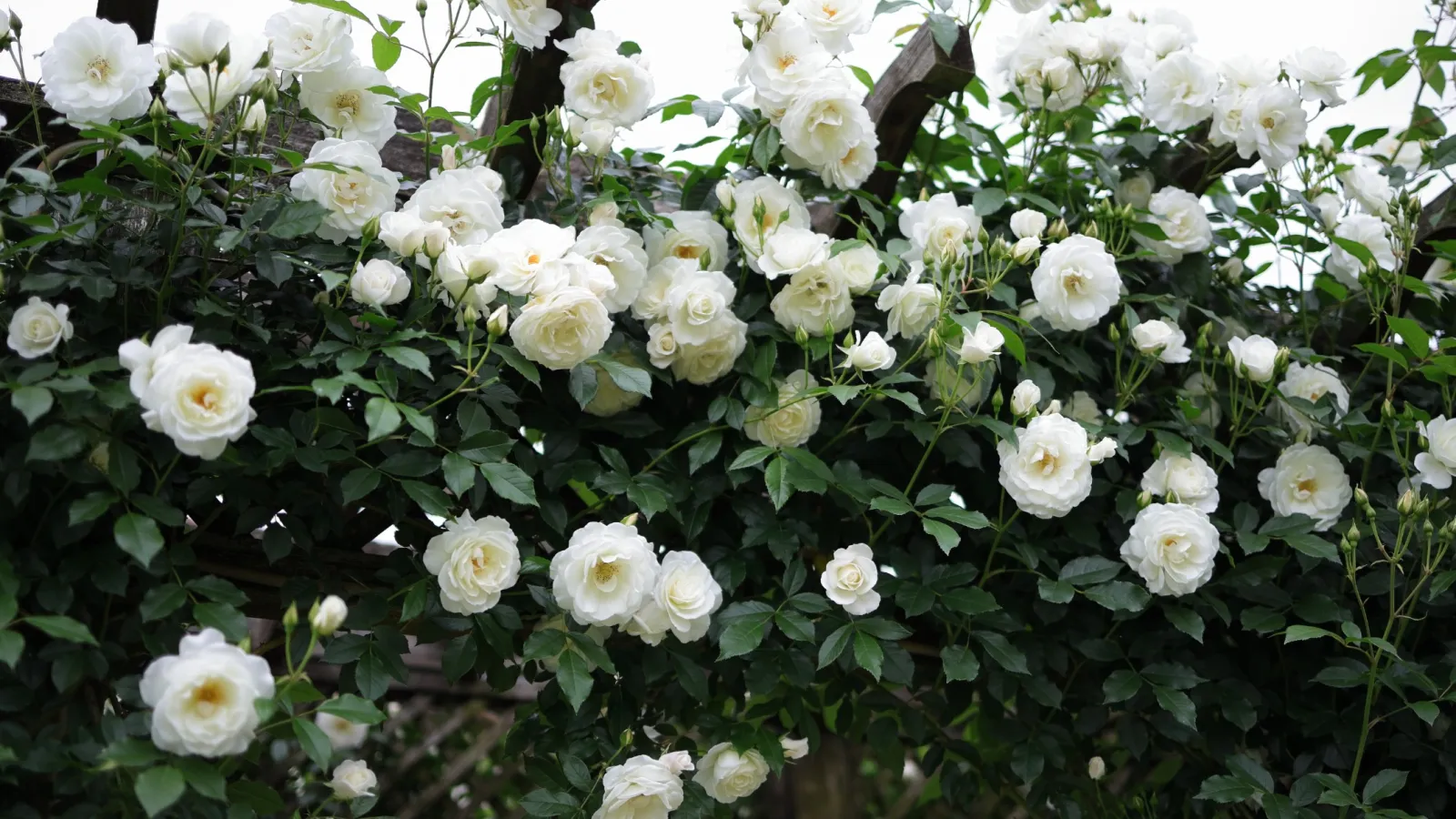 Lush white roses blooming abundantly on a green leafy climbing rose bush over a wooden trellis.