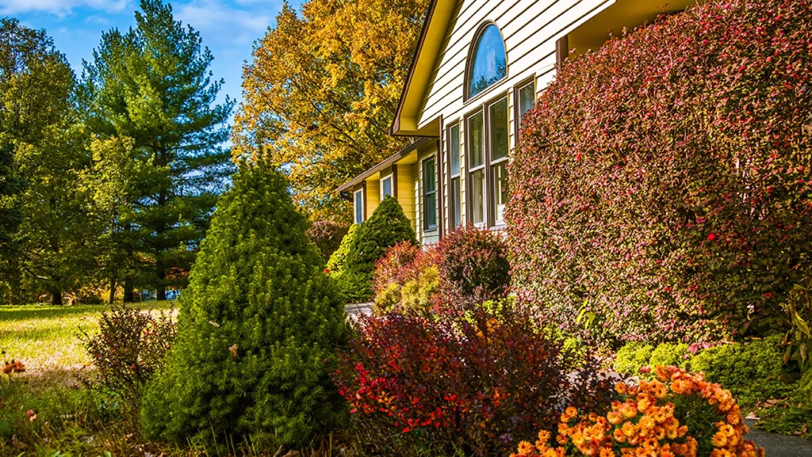 Suburban house surrounded by colorful autumn bushes, evergreen trees, and clear blue sky in fall season.