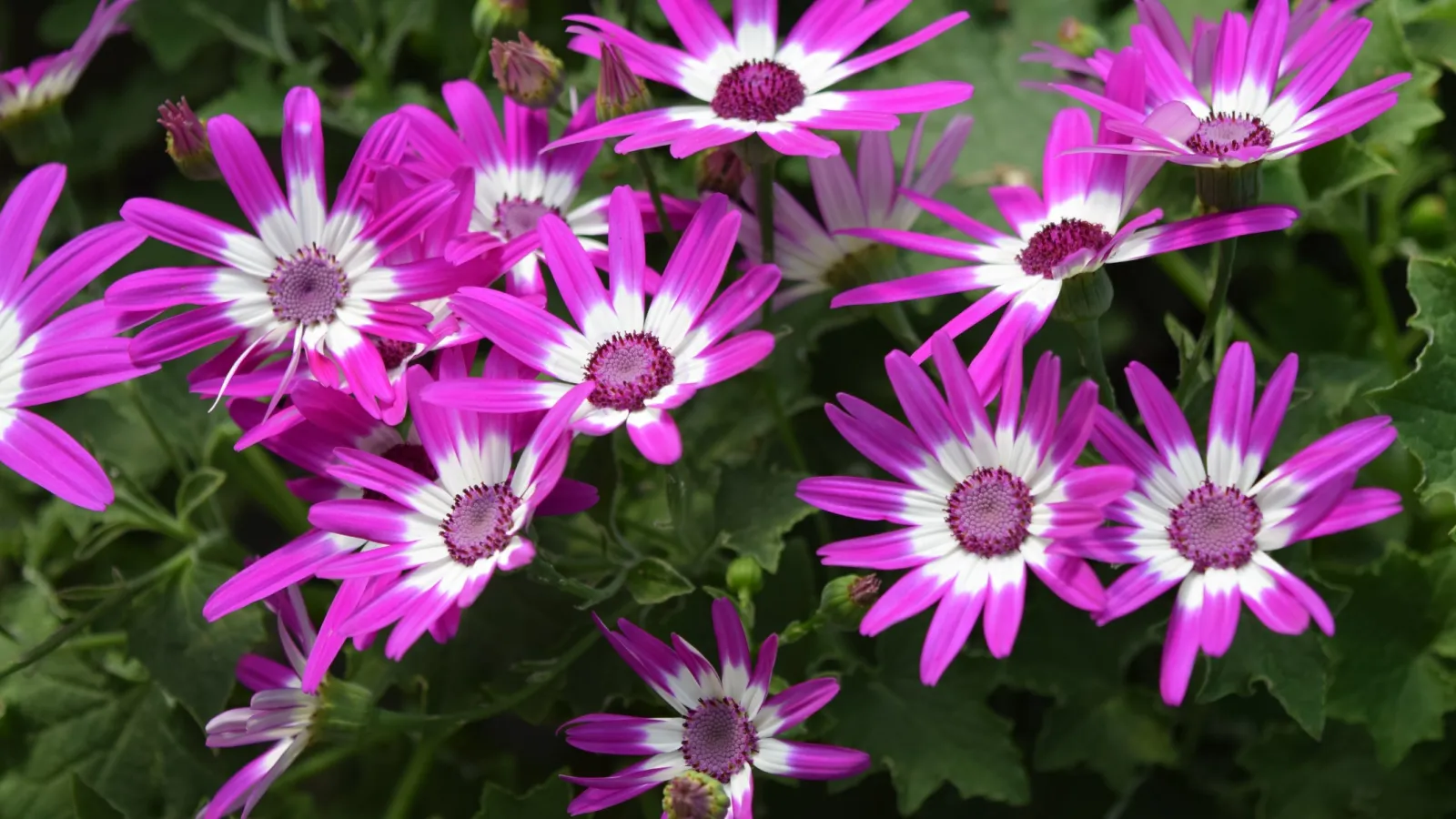 Cluster of vibrant pink and white daisy-like flowers with green leaves in the background on a sunny day