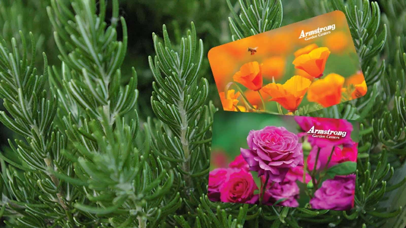 Two Armstrong Garden Centers gift cards featuring orange poppies and pink roses on a green pine branch background