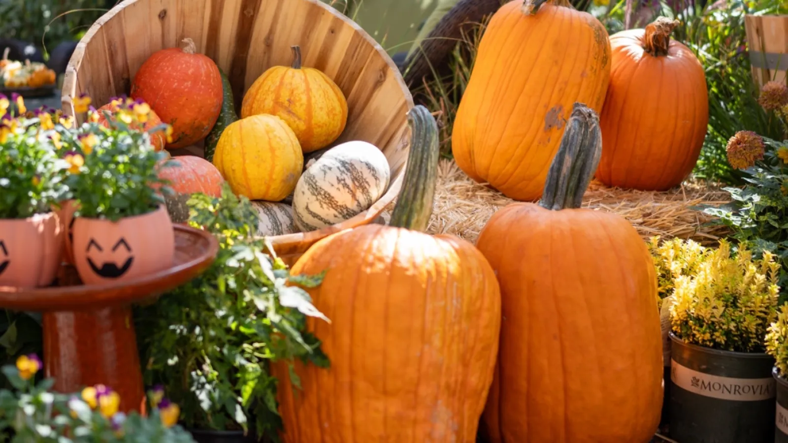 Autumn garden display with various pumpkins, flowers, and fall decorations in bright sunlight.
