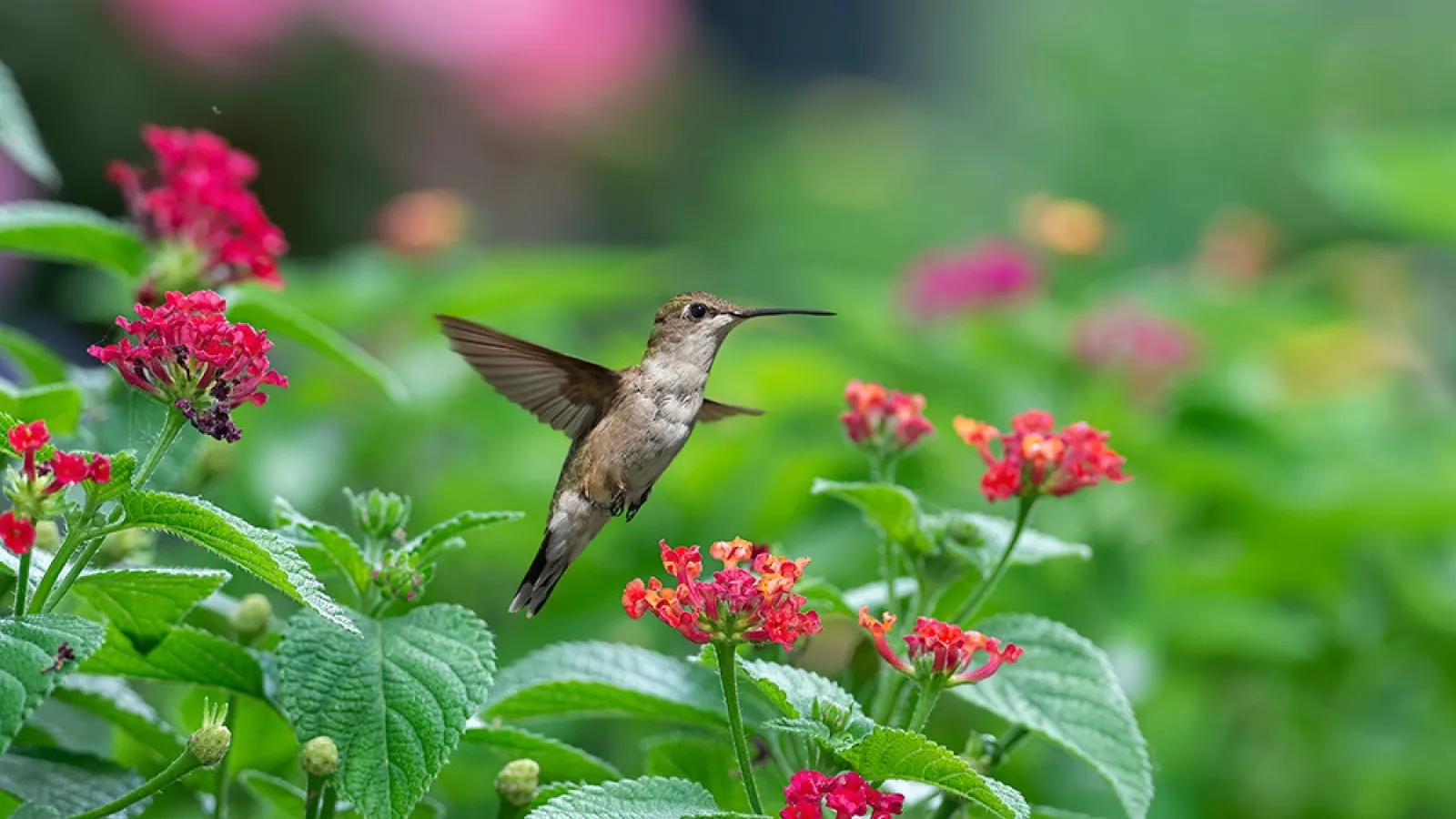 Hummingbird hovering near red flowers surrounded by green leaves and blurred garden background.