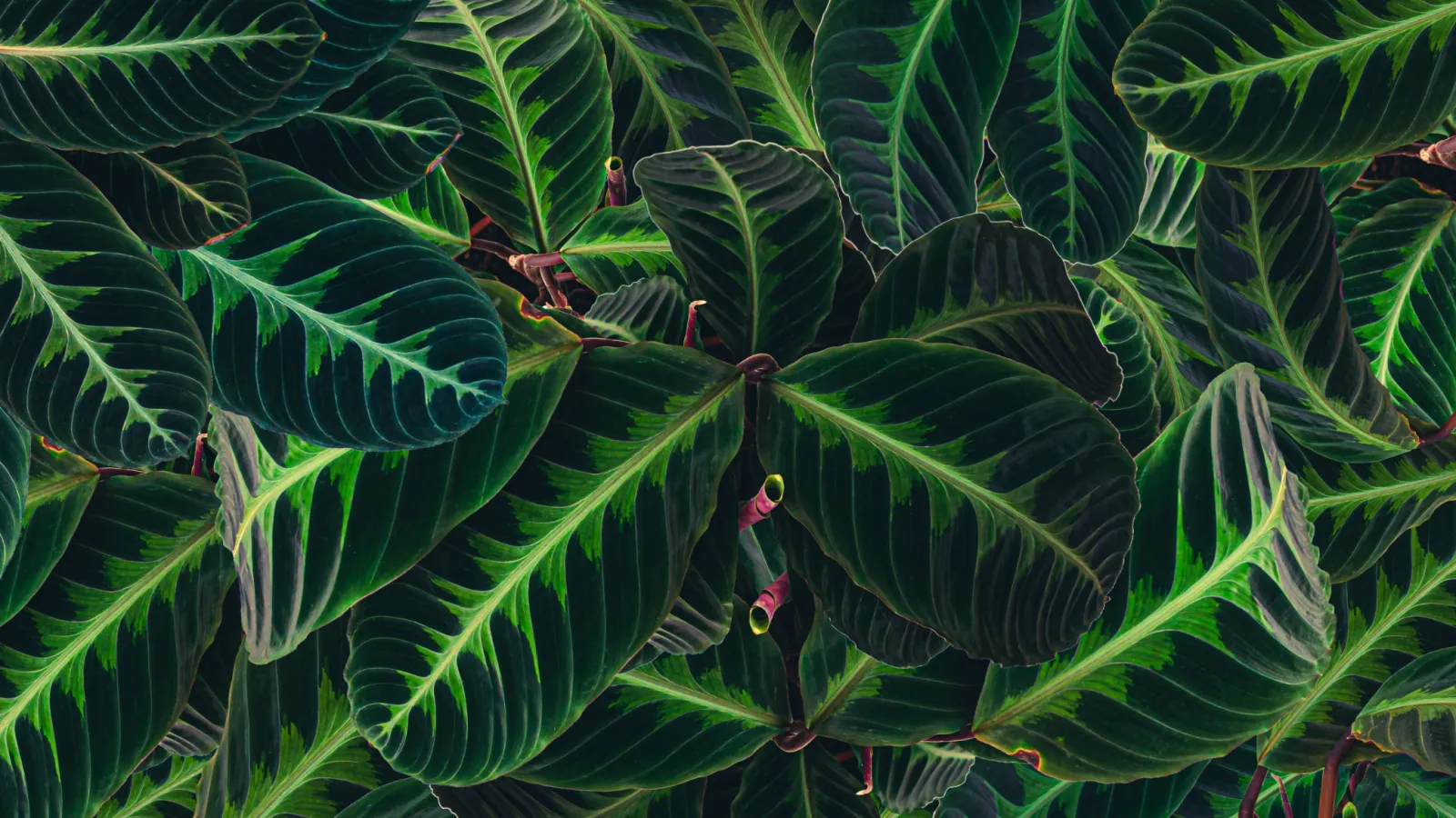 Dense cluster of dark green tropical leaves with bright veins and reddish stems in natural light.