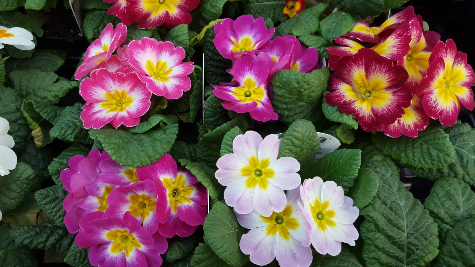 Close-up of vibrant pink, white, and red primrose flowers with yellow centers and green leaves.