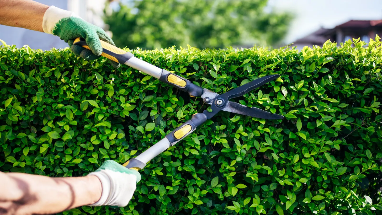 Hands wearing gloves trimming a green hedge with yellow and black gardening shears on a sunny day