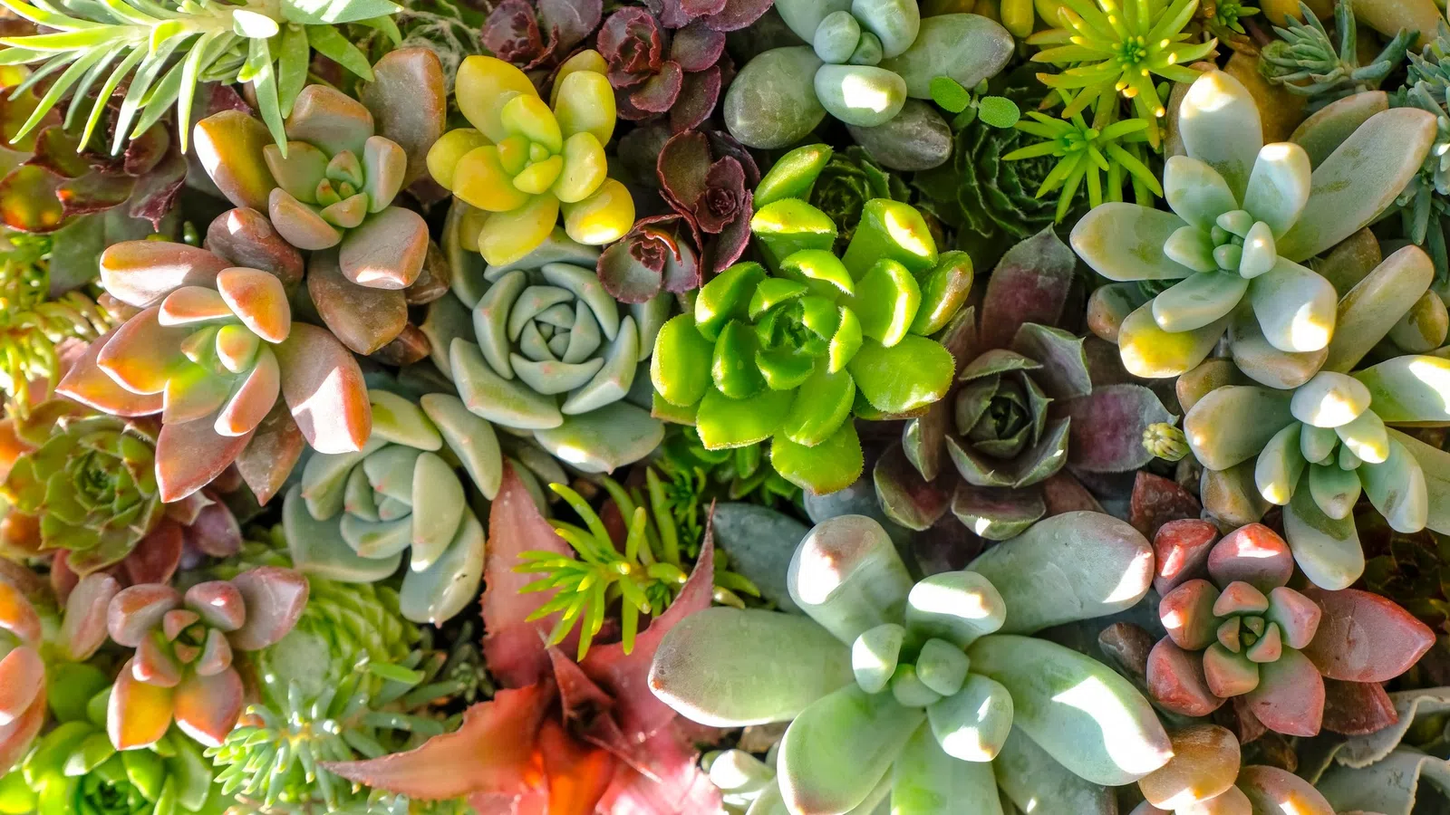 A vibrant assortment of colorful succulents with various shapes and textures in natural sunlight.