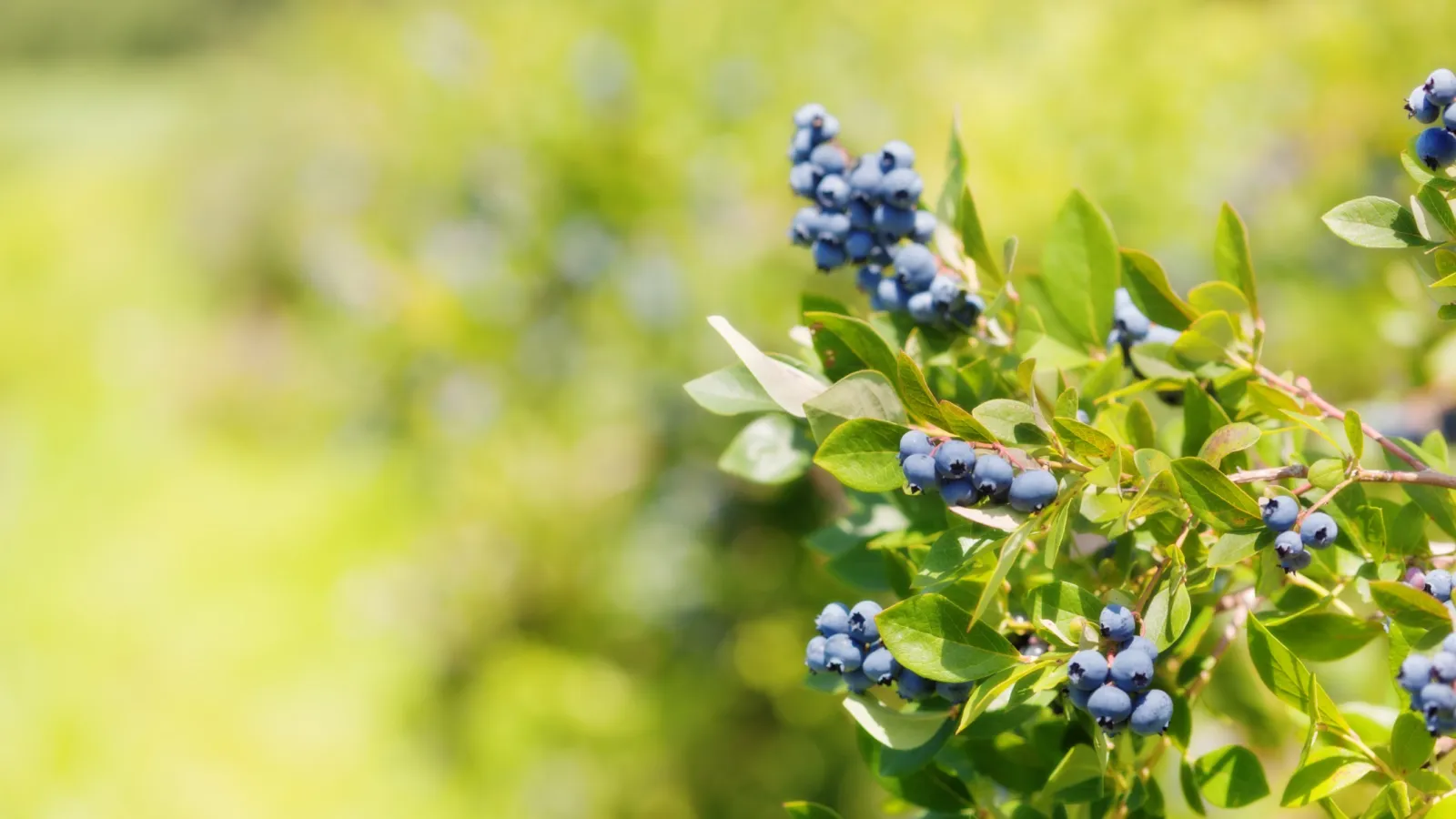 Close-up of blueberry bushes with ripe blue berries and green leaves in a sunny garden setting.