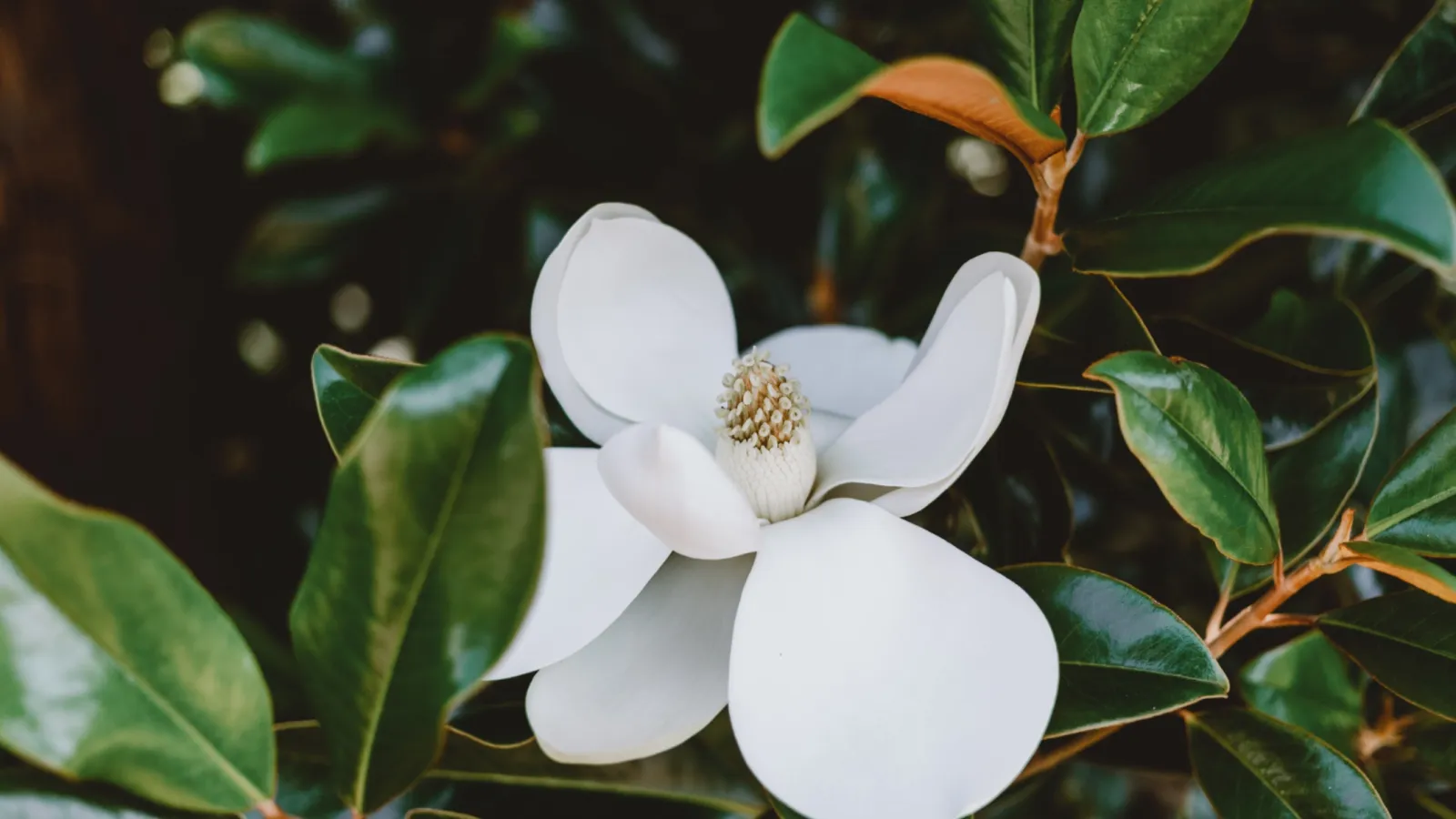 Close-up of a white magnolia flower surrounded by lush green leaves with a dark background.