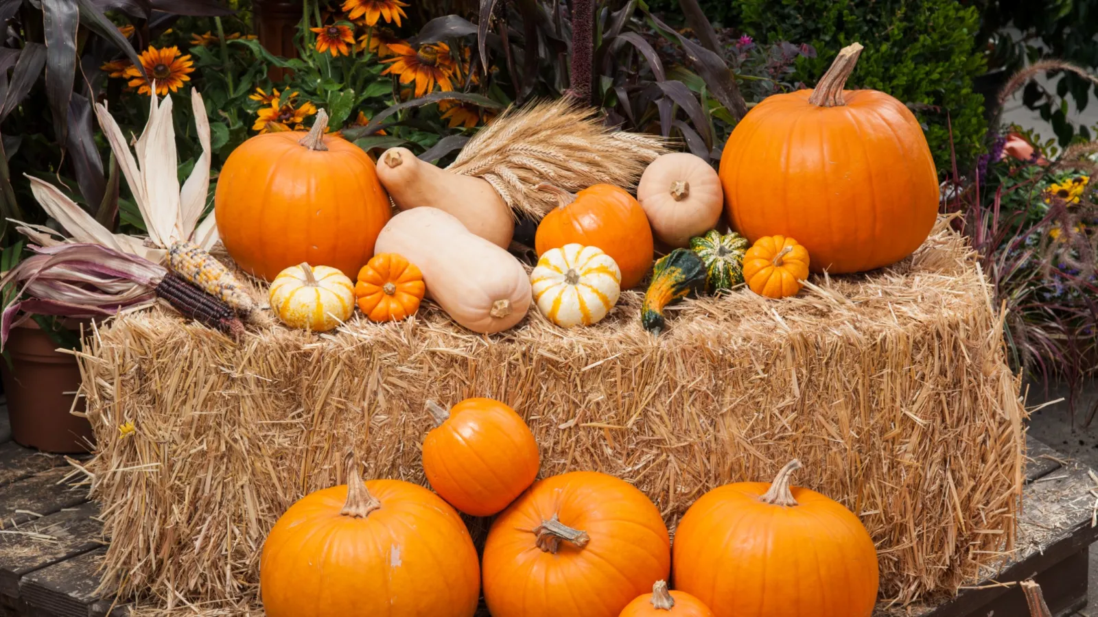 a group of pumpkins on a table