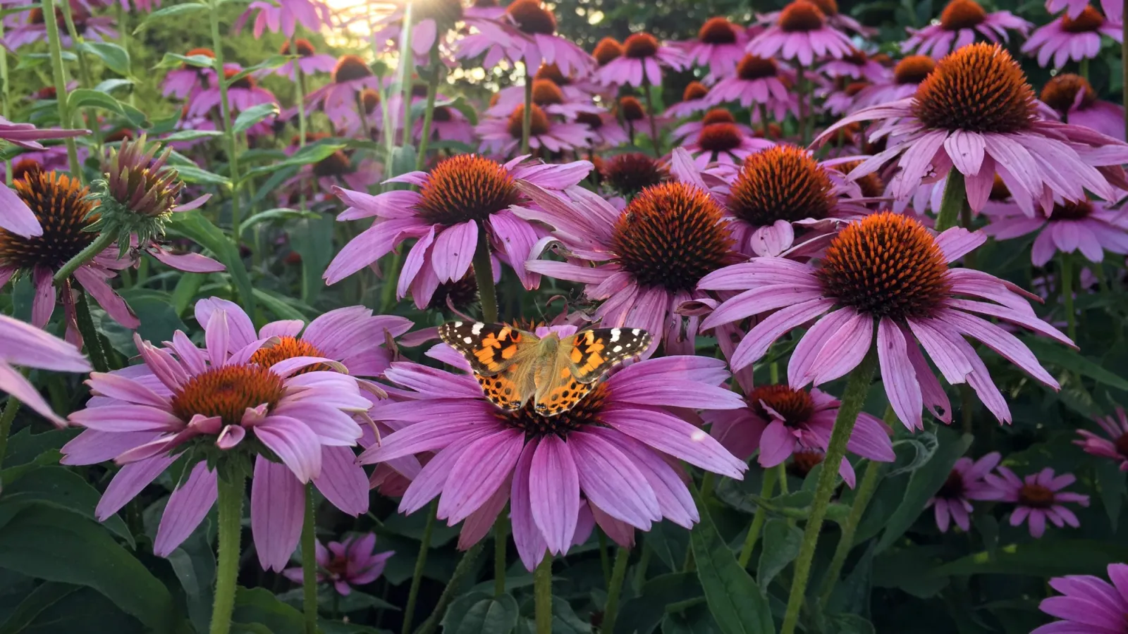 Orange and black butterfly resting on vibrant purple coneflowers with sunlight filtering through green foliage.