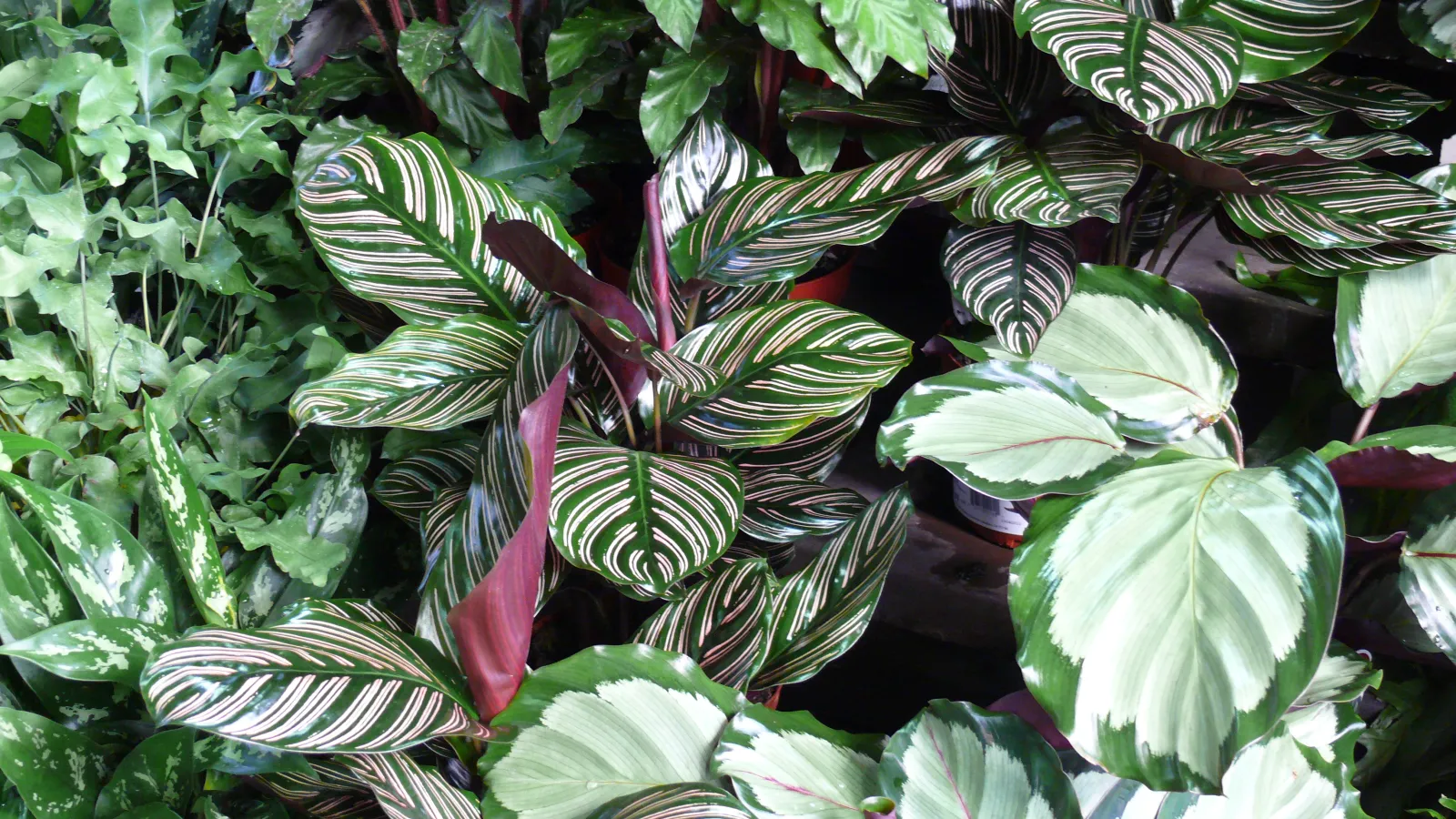 a group of plants with green leaves