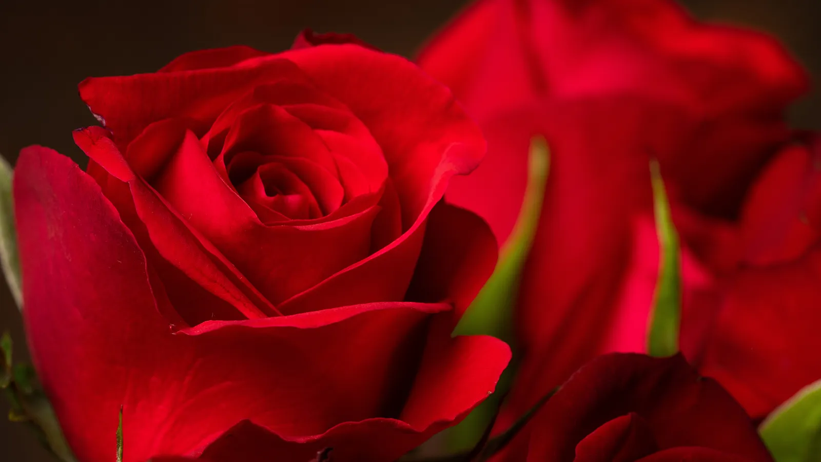 a close up of a red rose