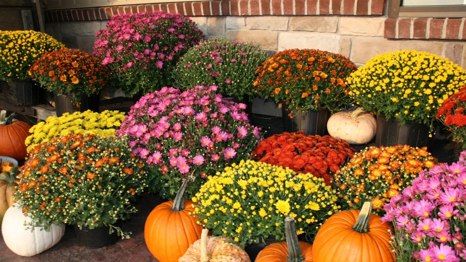 a garden of flowers and pumpkins