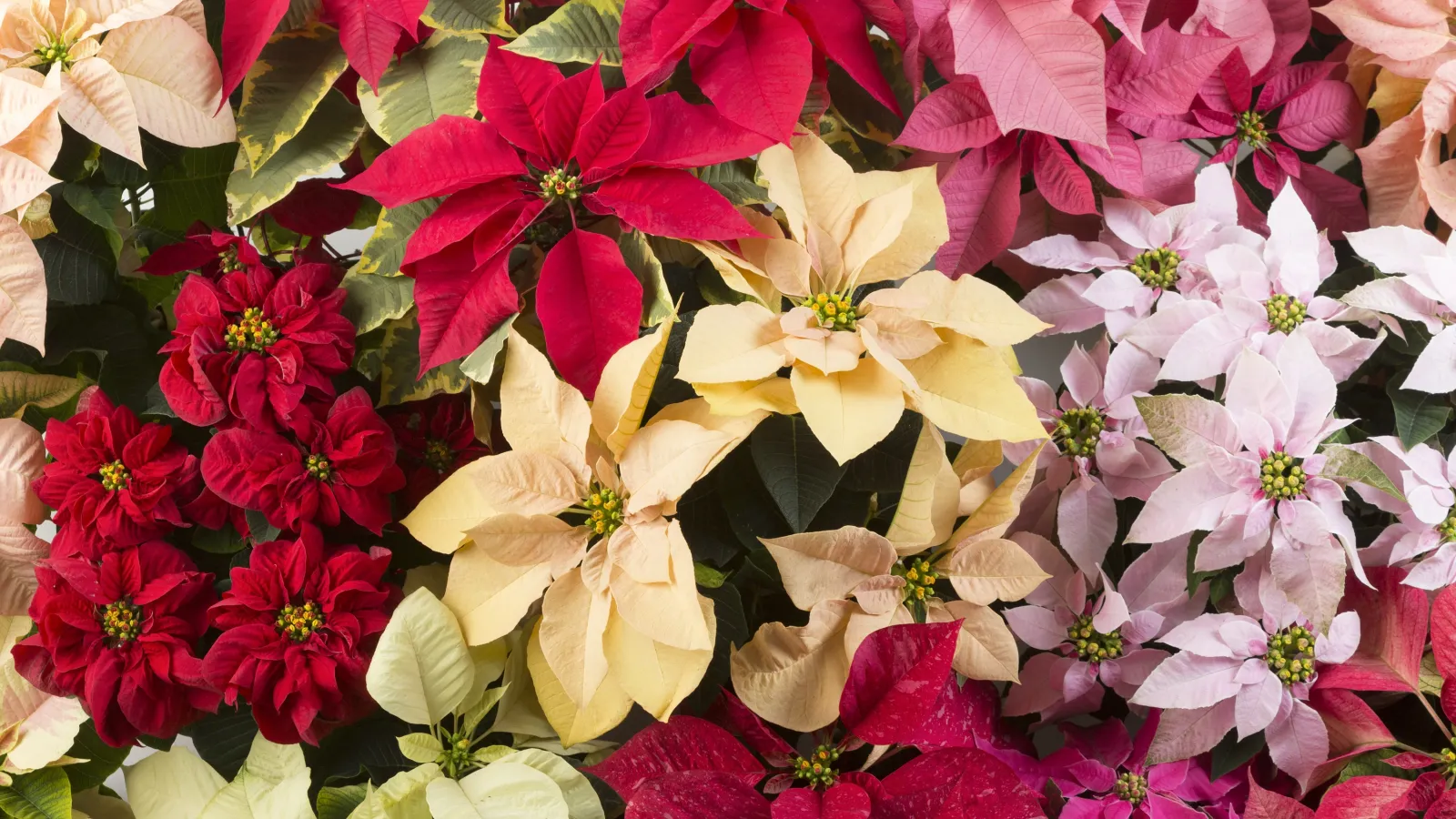 a collection of different colored poinsettias grouped together