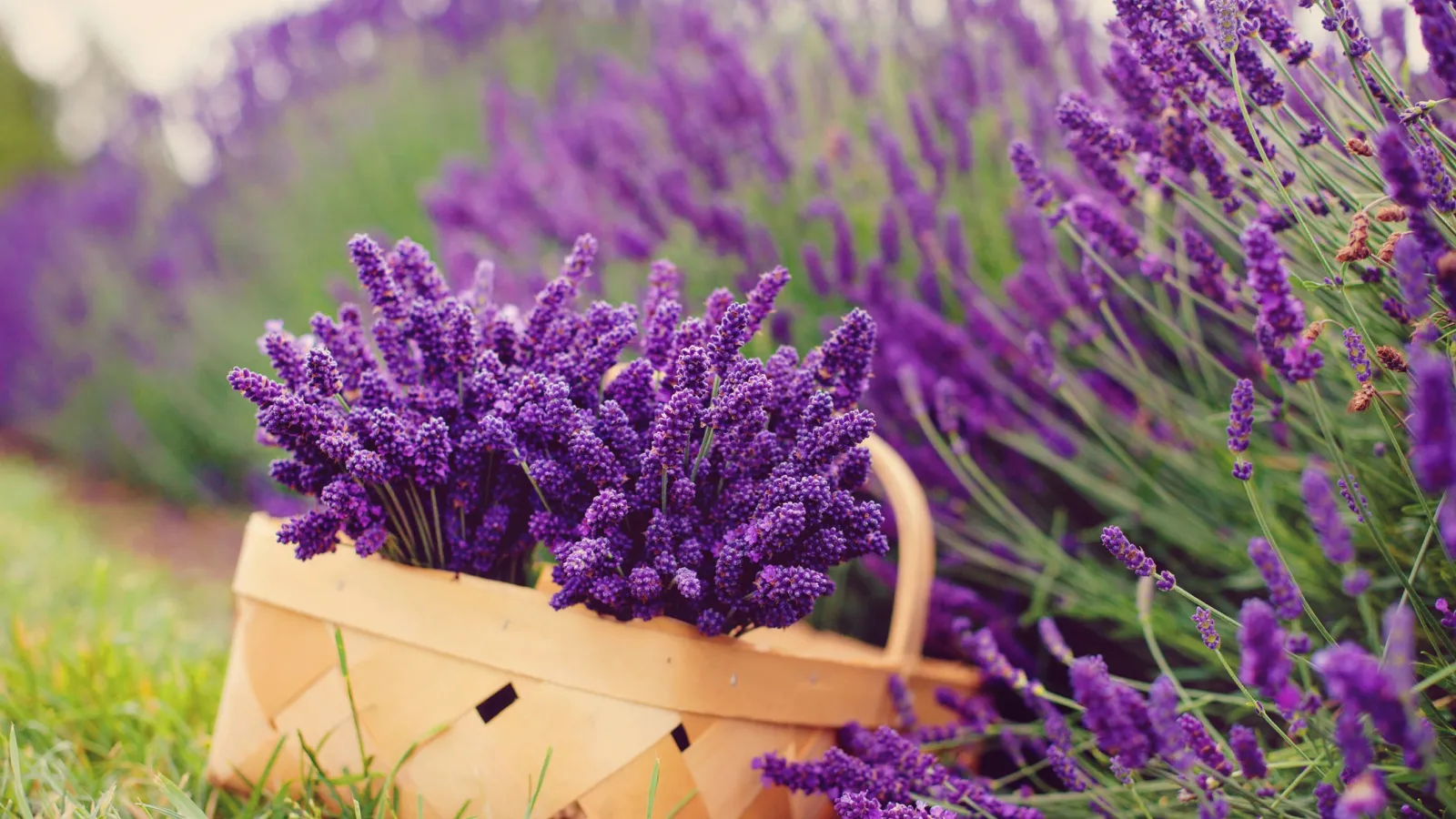 a basket of purple flowers