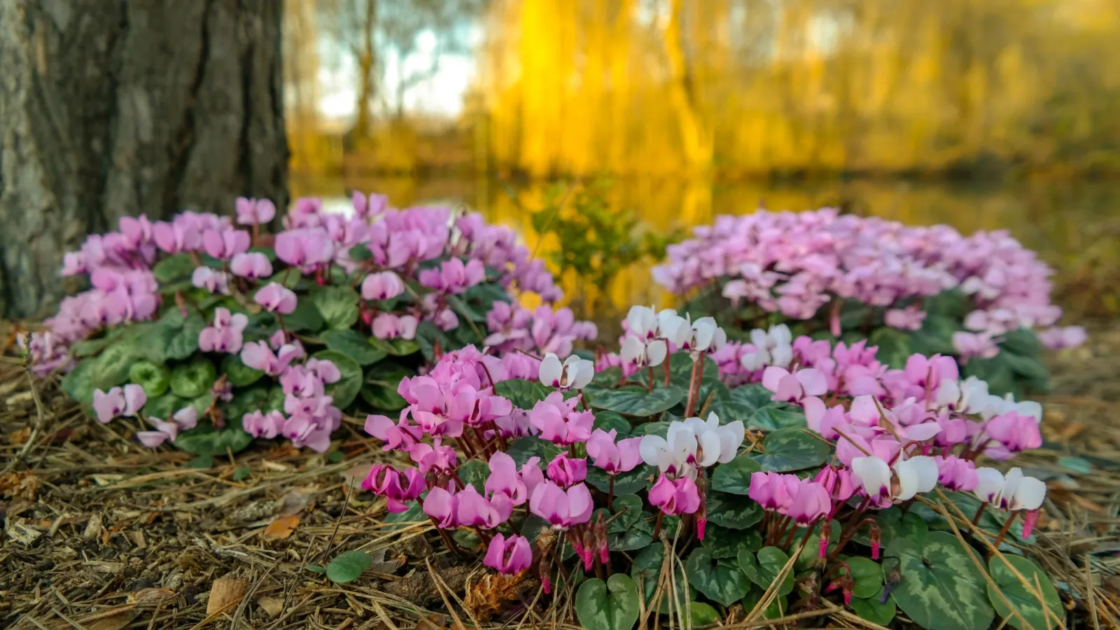 a group of flowers