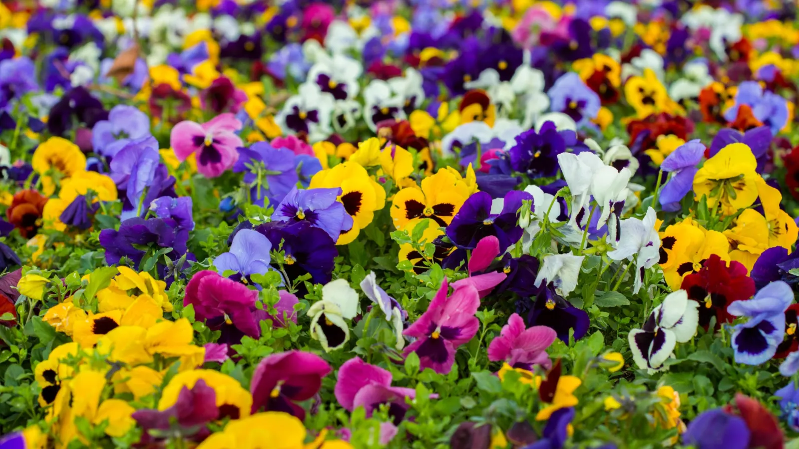 a field of colorful flowers