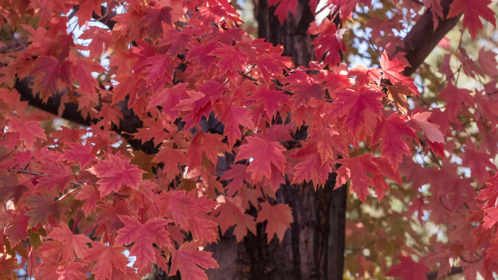 a tree with red leaves