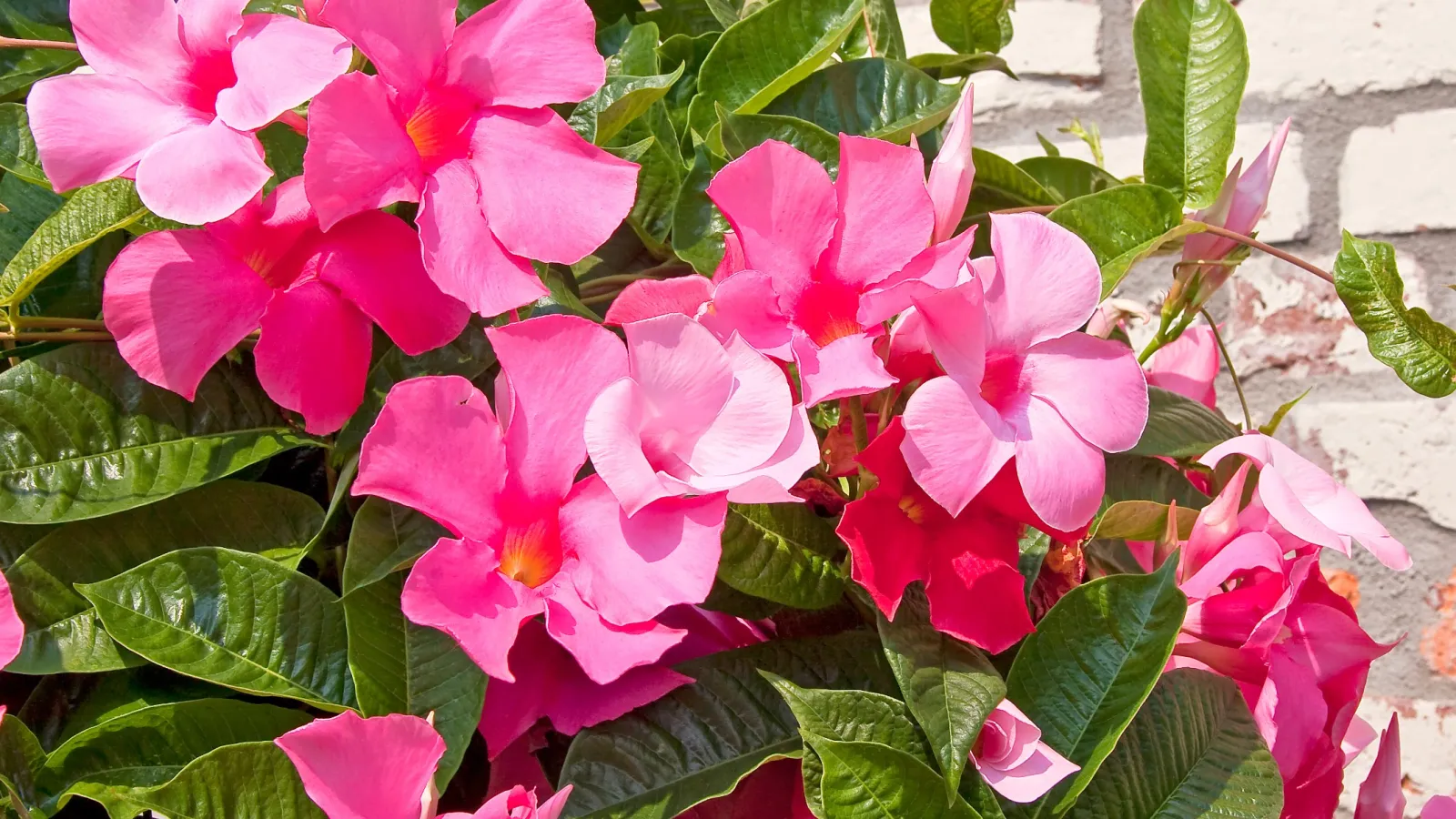 Close-up of bright pink mandevilla flowers with lush green leaves against a white brick wall background