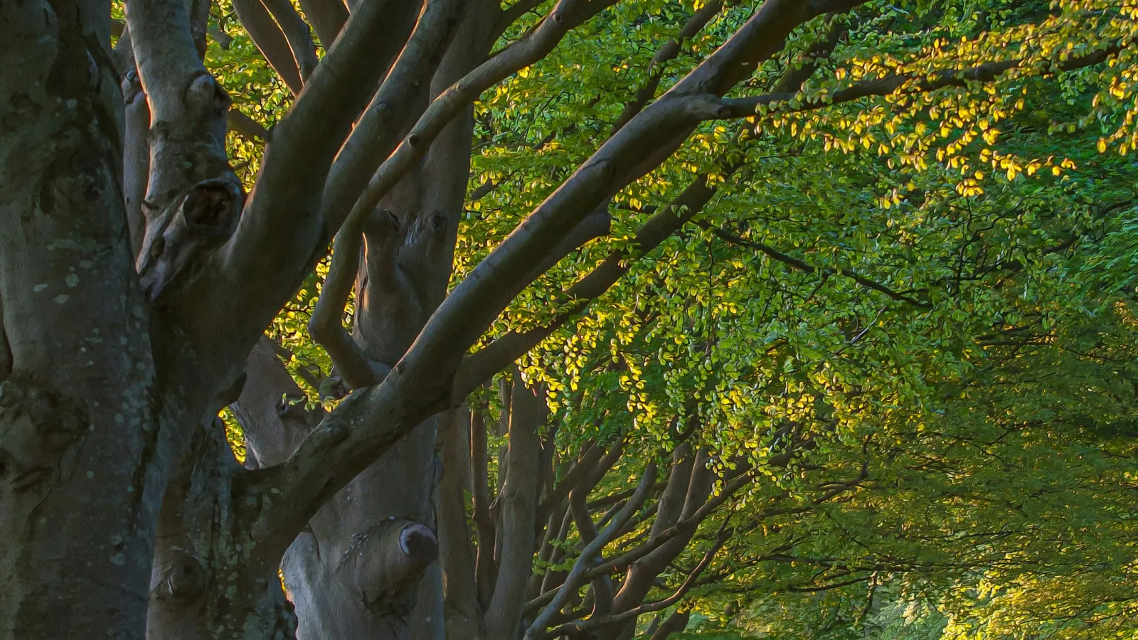 Sunlit tree-lined road with dense green foliage creating a peaceful natural tunnel in early morning light